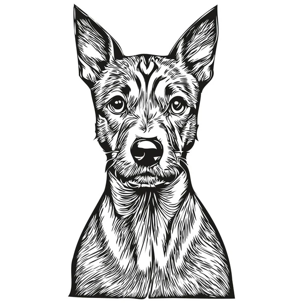 American Hairless Terrier Chien Vecteur Visage Portrait Dessin Croquis Style — Image vectorielle