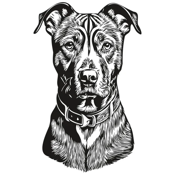 American Staffordshire Terrier Chien Tête Ligne Dessin Vecteur Illustration Dessinée — Image vectorielle