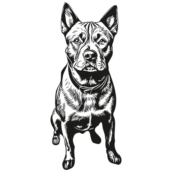American Staffordshire Terrier Dog Logo Vector Black White Vintage Cute — Stock Vector