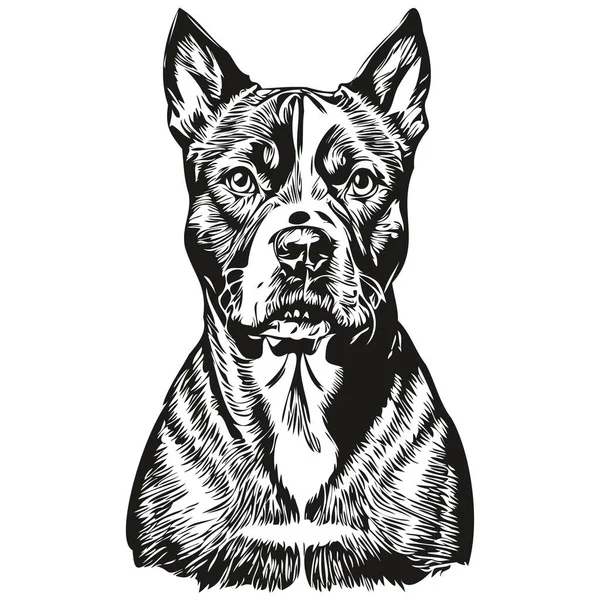 American Staffordshire Terrier Dog Pencil Hand Drawing Vector Outline Illustration - Stok Vektor