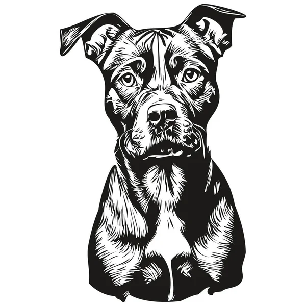 American Staffordshire Terrier Anjing Peliharaan Siluet Garis Hewan Gambar Tangan - Stok Vektor