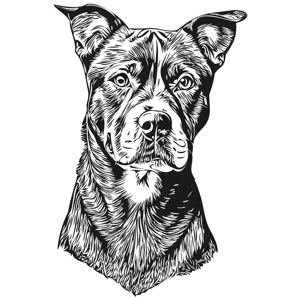 American Staffordshire Terrier Pies Ołówek Ręka Rysunek Wektor Zarys Ilustracja — Wektor stockowy