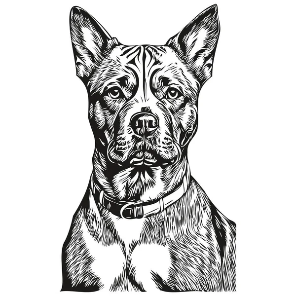 American Staffordshire Terrier Chien Croquis Illustration Gravure Noir Blanc Vecteur — Image vectorielle