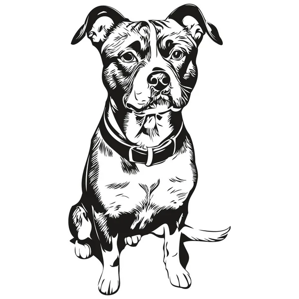 American Staffordshire Terrier Hond Huisdier Schets Illustratie Zwart Wit Graveren — Stockvector