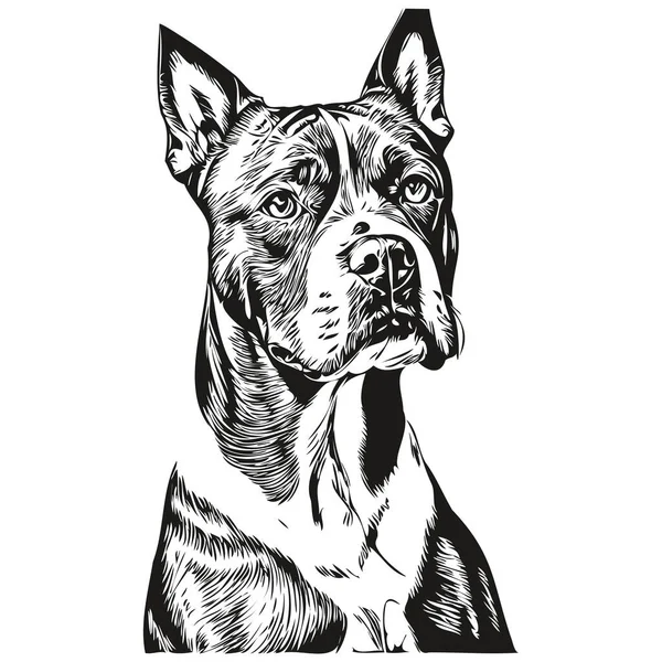 American Staffordshire Terrier Dog Portrait Vector Animal Hand Drawing Tattoo — Stock Vector