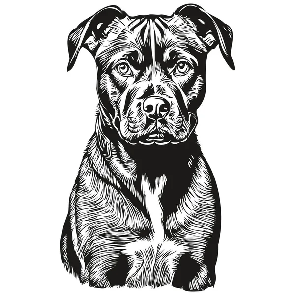 American Staffordshire Terrier Dog Portrait Vector Animal Hand Drawing Tattoo — Stock Vector