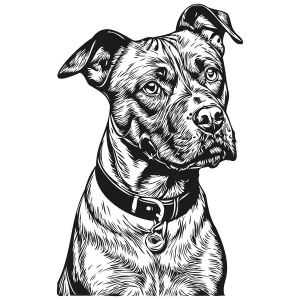 Американская Стаффордширская Собака Терьер Реалистичная Иллюстрация Изображением Черно Белого Векторного — стоковый вектор