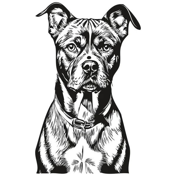 American Staffordshire Terrier Cane Shirt Stampa Bianco Nero Simpatico Contorno — Vettoriale Stock