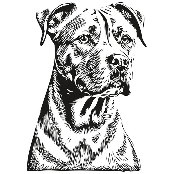 American Staffordshire Terrier Dog Vector Face Draw Portrait Sketch Vintage — 스톡 벡터