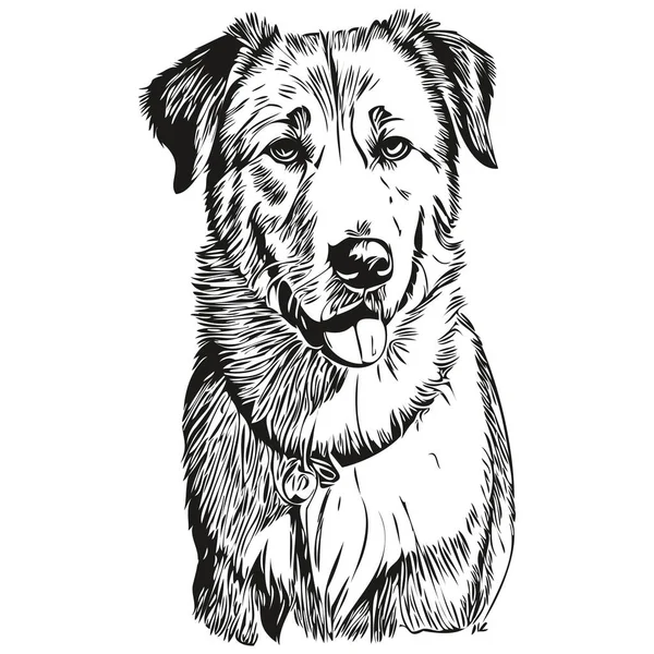 Anatolian Shepherd Dog Engraved Vector Portrait Face Cartoon Vintage Drawing — Stock Vector