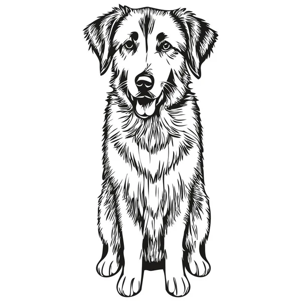 Anatolian Shepherd Hondenlijn Illustratie Zwart Wit Inkt Schets Gezicht Portret — Stockvector