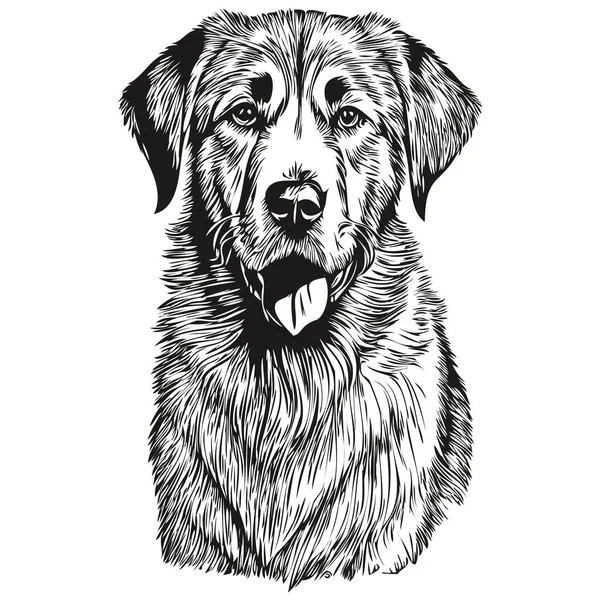 Anatolische Herder Hond Huisdier Silhouet Dierlijke Lijn Illustratie Met Hand — Stockvector