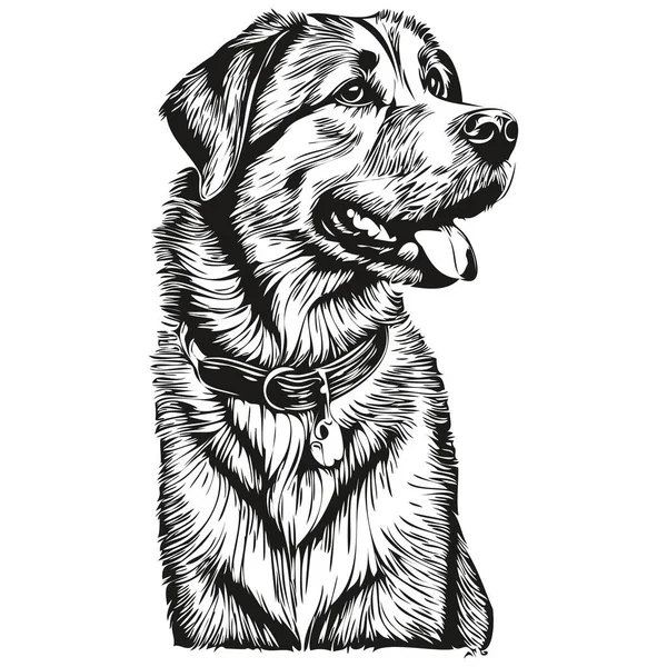 Anatolische Herder Hond Realistisch Huisdier Illustratie Hand Tekening Gezicht Zwart — Stockvector