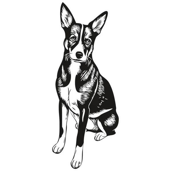 Basenji Hund Schwarz Zeichnung Vektor Isoliert Gesicht Malen Skizze Linie — Stockvektor
