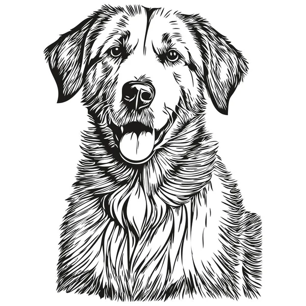 Anatolian Shepherd Dog Vector Face Drawing Portrait Sketch Vintage Style — Stock Vector