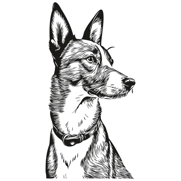 Basenji Chien Visage Vecteur Portrait Drôle Contour Animal Illustration Fond — Image vectorielle