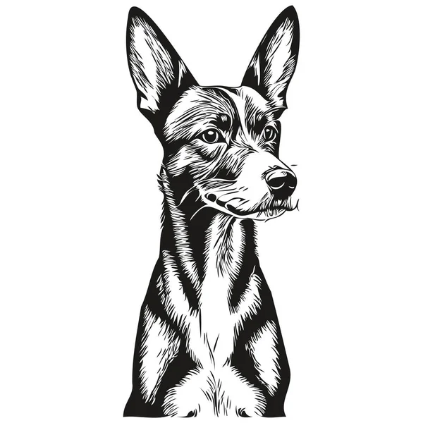 Basenji Σκύλος Μολύβι Χέρι Σχέδιο Διάνυσμα Περίγραμμα Εικονογράφηση Κατοικίδιο Ζώο — Διανυσματικό Αρχείο
