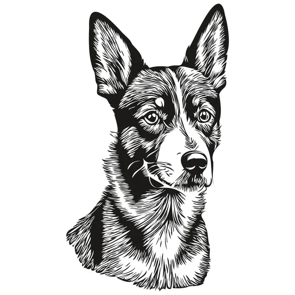 Basenji Hund Realistische Bleistiftzeichnung Vektor Linienkunst Illustration Von Hundegesicht Schwarz — Stockvektor