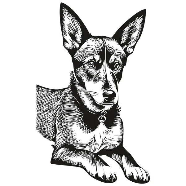 Basenji Dog Shirt Siyah Beyaz Sevimli Komik Çizim Vektörü — Stok Vektör