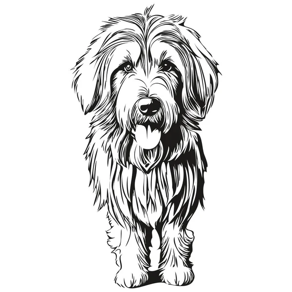 Skägg Collie Hund Svart Ritning Vektor Isolerad Ansikte Målning Skiss — Stock vektor