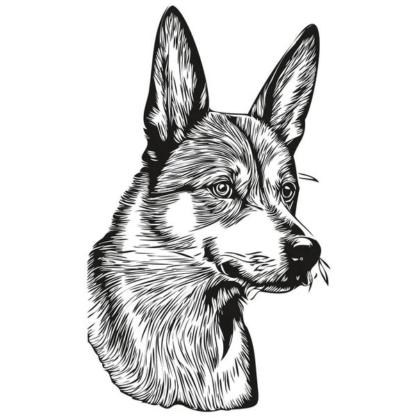 巴森吉犬矢量图形 手绘铅笔动物线条图解 — 图库矢量图片