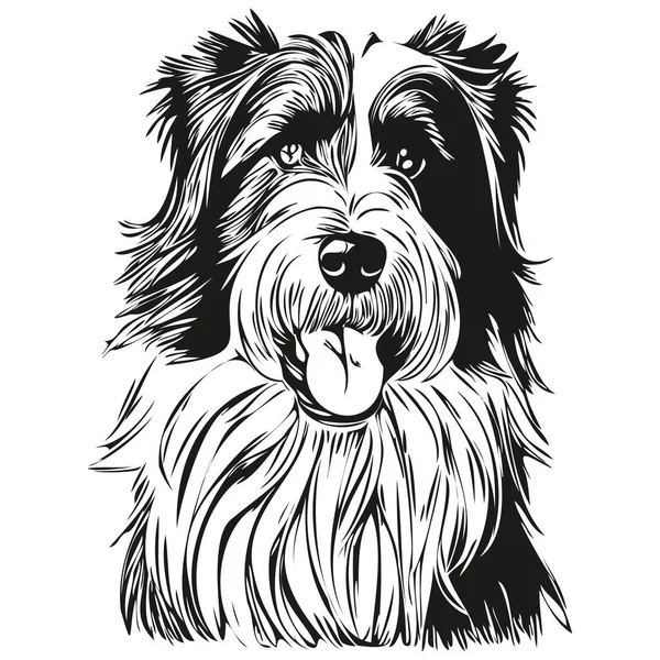 Baard Collie Hond Zwart Tekening Vector Geïsoleerde Gezicht Schilderen Schets — Stockvector