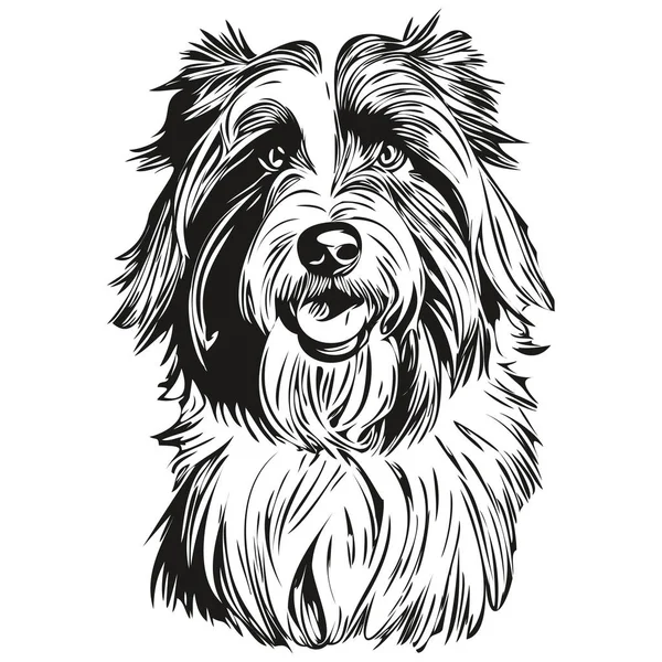 Sakallı Collie Köpek Çizim Vektörü Izole Edilmiş Yüz Boyama Çizimi — Stok Vektör