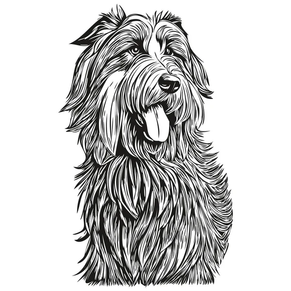 Skägg Collie Hund Svart Ritning Vektor Isolerad Ansikte Målning Skiss — Stock vektor