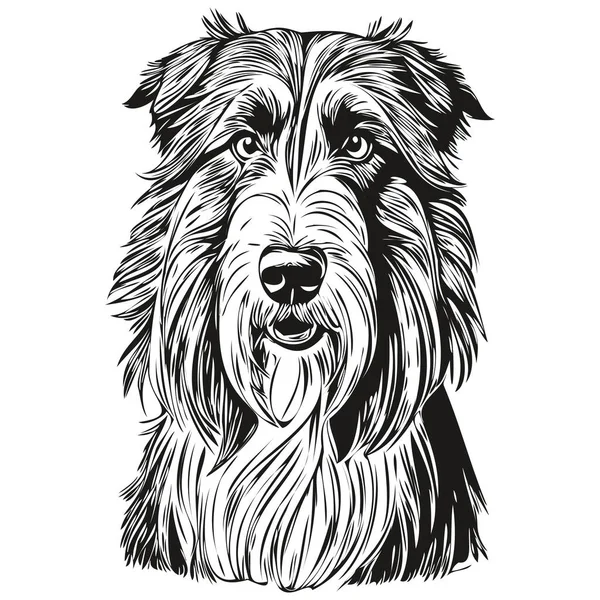 Desenho Linha Cão Collie Barbudo Clip Arte Animal Mão Desenho — Vetor de Stock