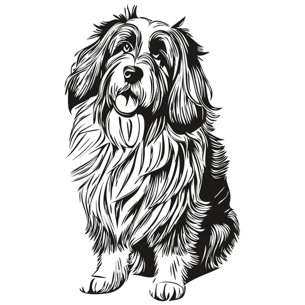 Bearded Collie Hunderasse Linienzeichnung Clip Art Tier Hand Zeichnung Vektor — Stockvektor