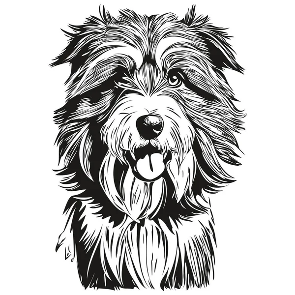 Skägg Collie Hund Tecknad Ansikte Bläck Porträtt Svart Och Vitt — Stock vektor