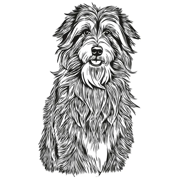 Retrato Tinta Cara Dibujos Animados Perro Barbudo Collie Dibujo Boceto — Vector de stock