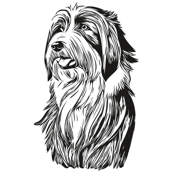 Бородатий Собака Коллі Гравірований Векторний Портрет Обличчя Мультфільм Старовинний Малюнок — стоковий вектор