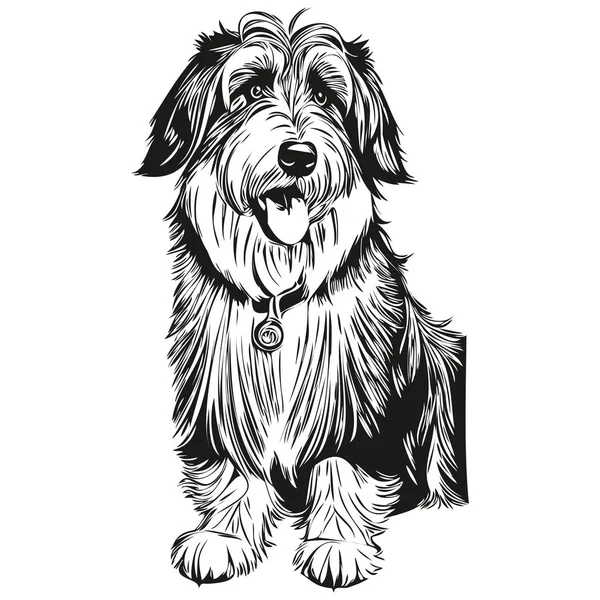 Retrato Vetorial Gravado Cão Collie Barbudo Desenho Vintage Cartoon Rosto —  Vetores de Stock