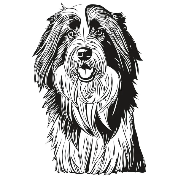 Вектор Рисунка Головы Собаки Колли Бородой Нарисованная Вручную Иллюстрация Прозрачном — стоковый вектор