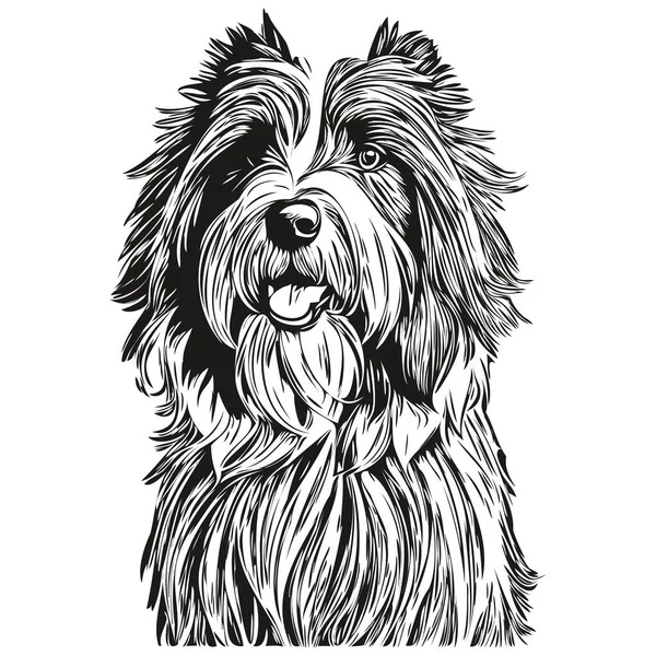 ベクトル現実的な品種のペットでひげそりコリー犬のラインイラスト 黒と白のインクのスケッチ顔の肖像画 — ストックベクタ