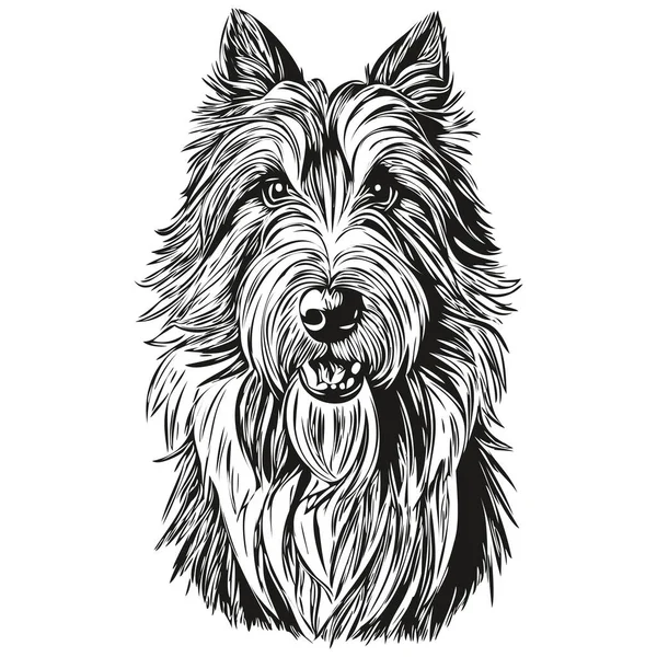 stock vector Bearded Collie dog outline pencil drawing artwork, black character on white background realistic pet silhouette