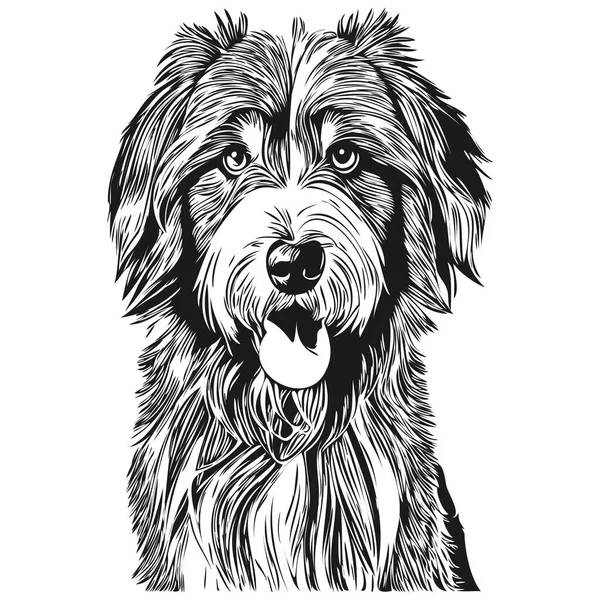 Vousatý Kolie Pes Pet Skica Ilustrace Černé Bílé Rytí Vektor — Stockový vektor