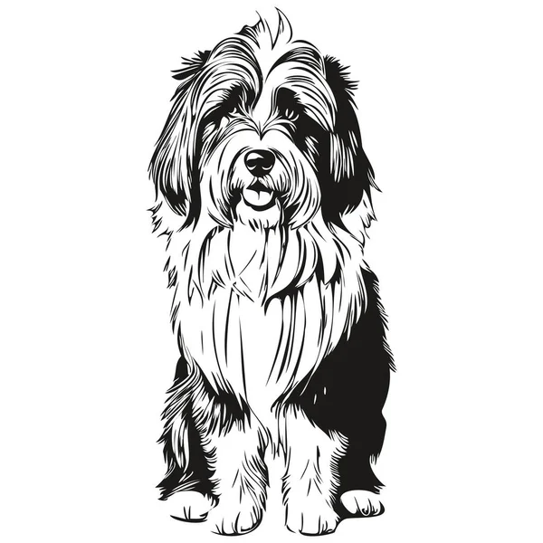 Sakallı Collie Köpeği Taslak Çizimi Siyah Beyaz Oyma Vektörü Shirt — Stok Vektör