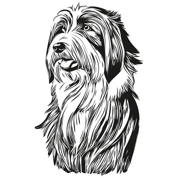 Baard Collie Hond Huisdier Schets Illustratie Zwart Wit Gravure Vector — Stockvector