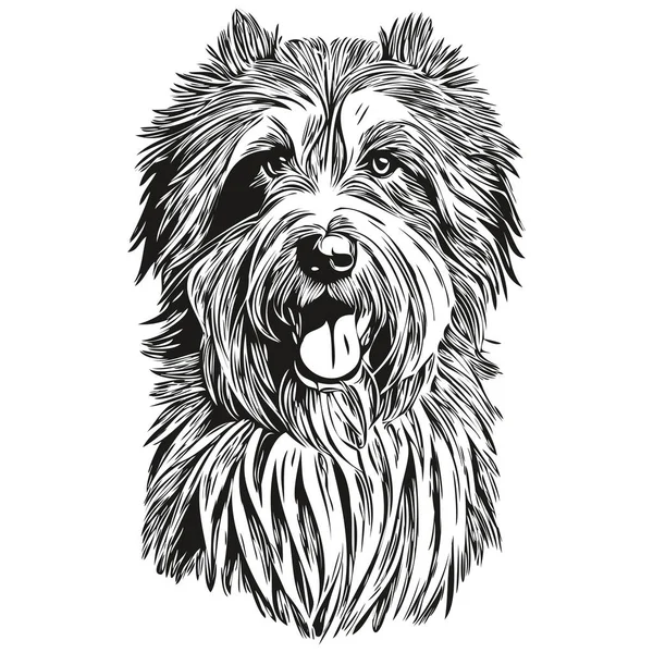Portrait Chien Collie Barbu Vecteur Dessin Animal Main Pour Tatouage — Image vectorielle