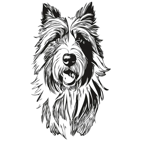 Retrato Cão Collie Barbudo Vetor Desenho Mão Animal Para Tatuagem —  Vetores de Stock