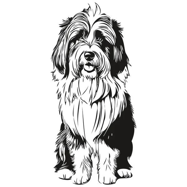 Sakallı Collie Köpeği Vektör Olarak Gerçekçi Kalem Çizimi Çizim Çizimi — Stok Vektör