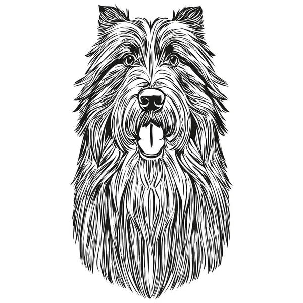 Бородатий Собака Коллі Реалістичний Малюнок Олівцем Векторі Лінійне Мистецтво Ілюстрація — стоковий вектор