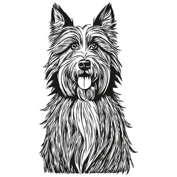 Sakallı Collie Köpeği Gerçekçi Evcil Hayvan Illüstrasyonu Çizimi Siyah Beyaz — Stok Vektör