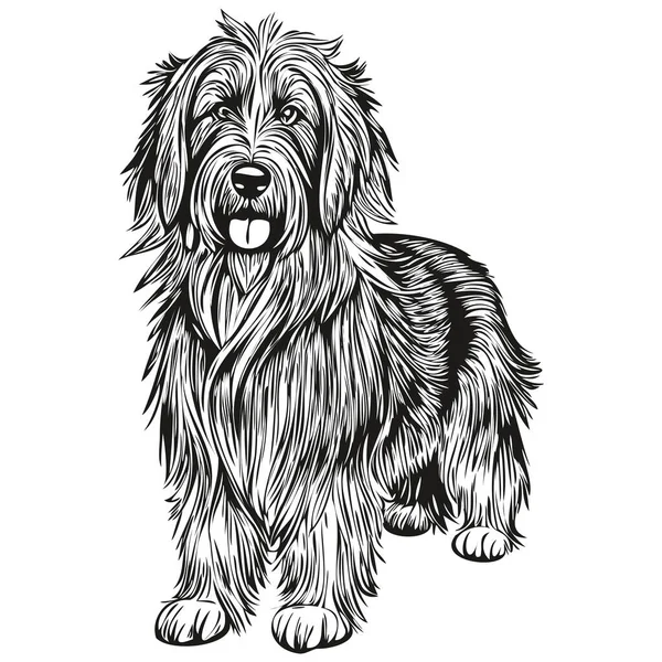 Sakallı Collie Köpek Tişörtü Siyah Beyaz Komik Çizim Çizimi Çizimi — Stok Vektör
