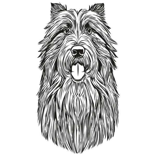 Бородатий Собака Коллі Векторний Малюнок Обличчя Портрет Ескіз Старовинного Стилю — стоковий вектор