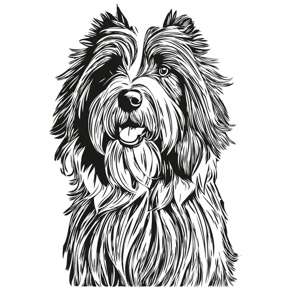 Γενειάδα Collie Σκυλί Διάνυσμα Πρόσωπο Σχέδιο Πορτρέτο Σκίτσο Vintage Στυλ — Διανυσματικό Αρχείο