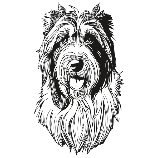 ひげそりCollie犬ベクトルグラフィック 手描き鉛筆動物ラインイラスト現実的な品種ペット — ストックベクタ