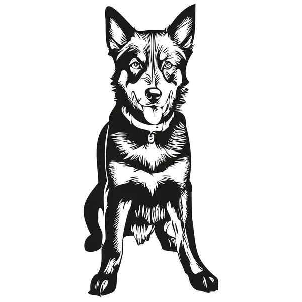 Beauceron Cão Rosto Vetor Retrato Engraçado Esboço Animal Estimação Ilustração — Vetor de Stock